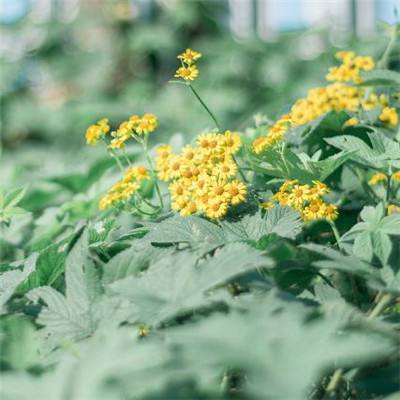 博鱼app官网下载截图